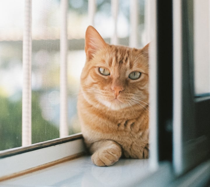 gato descansando entre la ventana de pvc y la mosquitera bajada instalación y reparación La Enrollada a Coruna